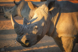 Namibia_August (28/135)